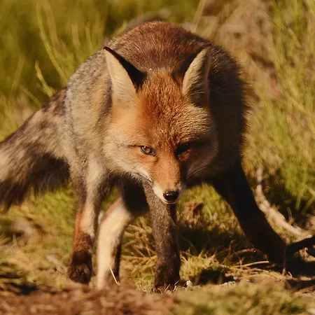 Hospedium Almanzor Gæstehus 2*