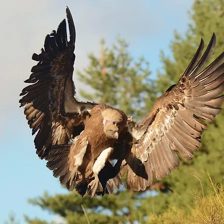 Gæstehus Hospedium Almanzor Navarredonda de Gredos