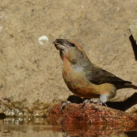 Guest house Hospedium Almanzor