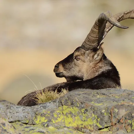 Hospedium Almanzor Gæstehus 2*