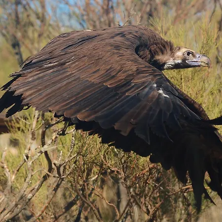Hospedium Almanzor Navarredonda de Gredos