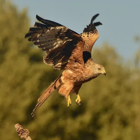 Gæstehus Hospedium Almanzor Navarredonda de Gredos