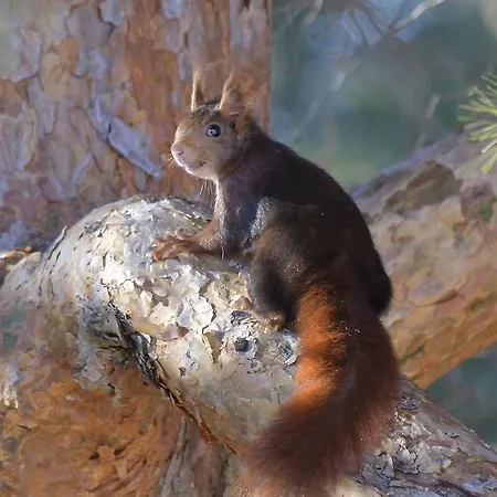 Hospedium Almanzor 2*