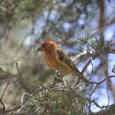 Hospedium Almanzor 2* Navarredonda de Gredos