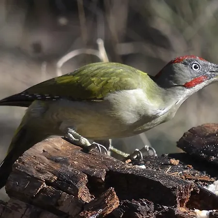 Hospedium Almanzor 2*