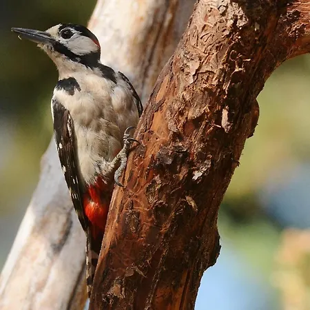Guest house Hospedium Almanzor