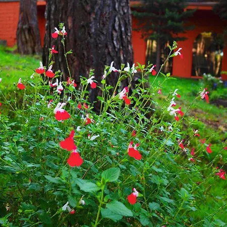 Hospedium Almanzor Guest house 2*