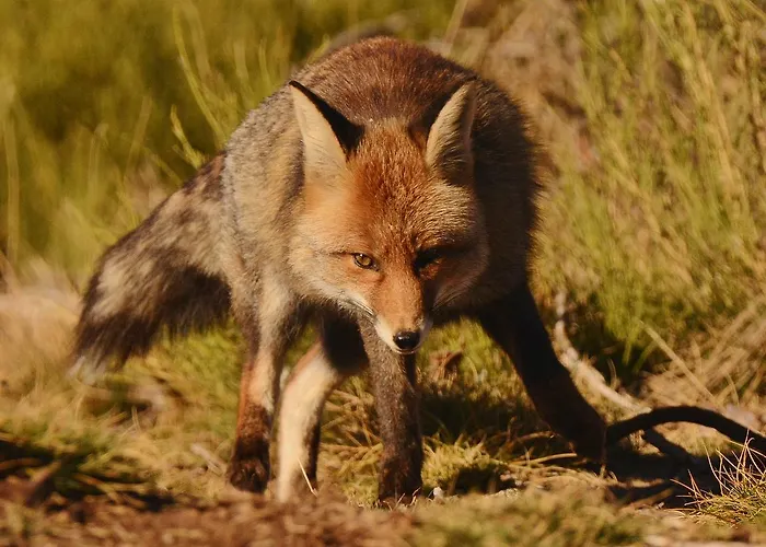 Hospedium Almanzor Гостевой дом 2*