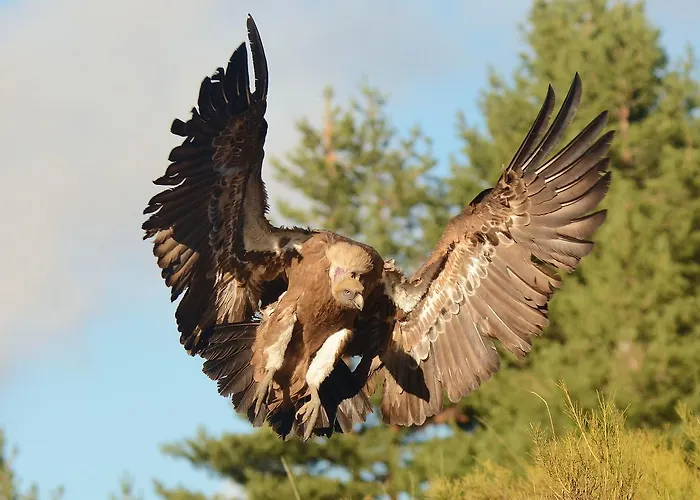 Гостевой дом Hospedium Almanzor Наварредонда-де-Гредос