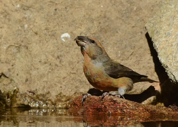 Maison d'hôtes Hospedium Almanzor