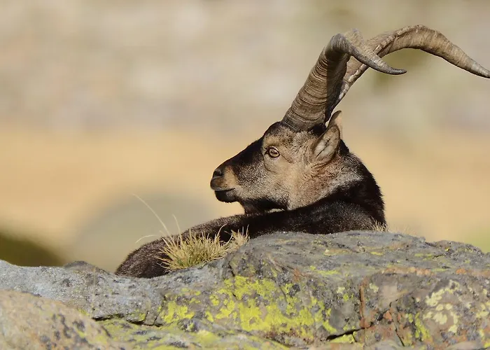 Hospedium Almanzor Гостевой дом 2*