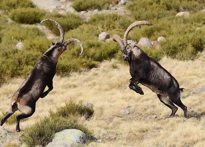 Hospedium Almanzor Гостевой дом Наварредонда-де-Гредос