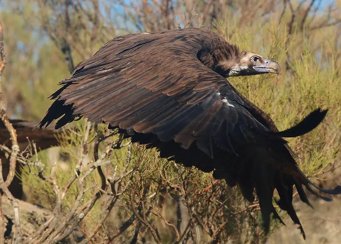 Hospedium Almanzor Navarredonda