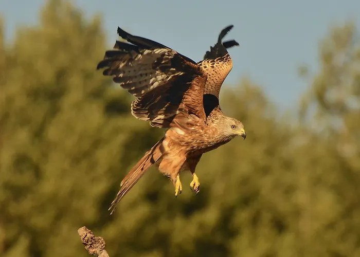 Maison d'hôtes Hospedium Almanzor Navarredonda