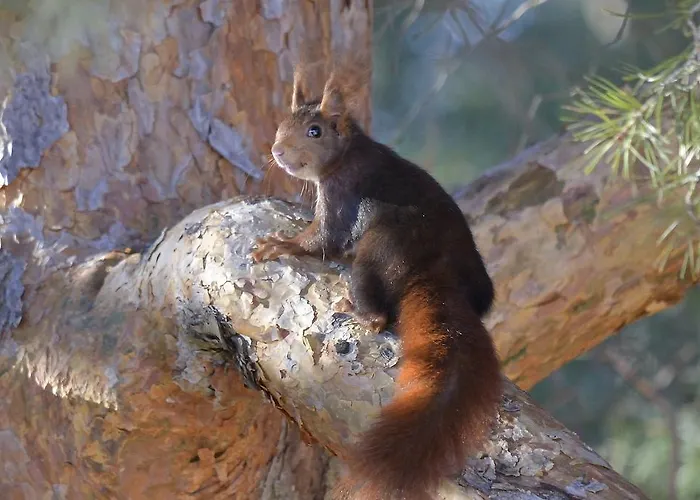 Hospedium Almanzor 2*