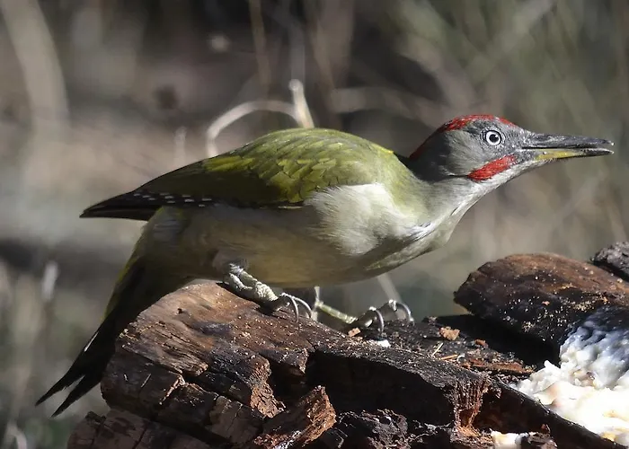 Hospedium Almanzor 2*