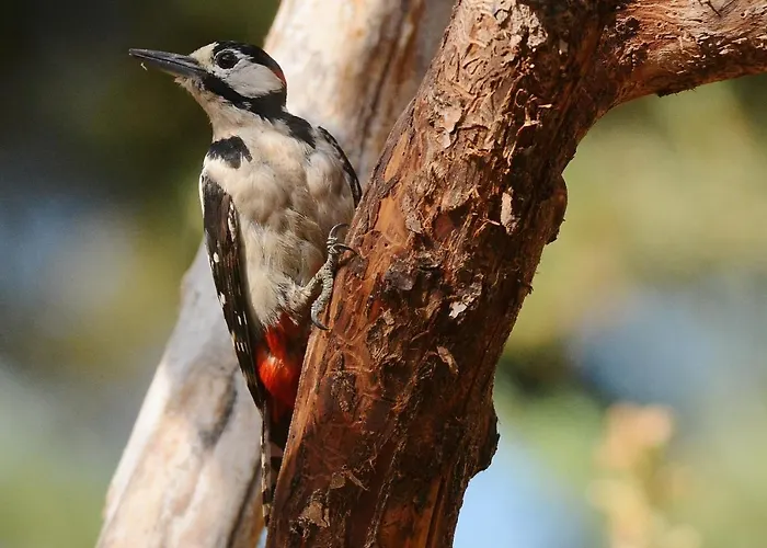 Maison d'hôtes Hospedium Almanzor